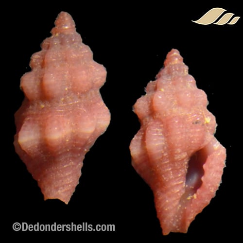 Lienardia purpurata 2