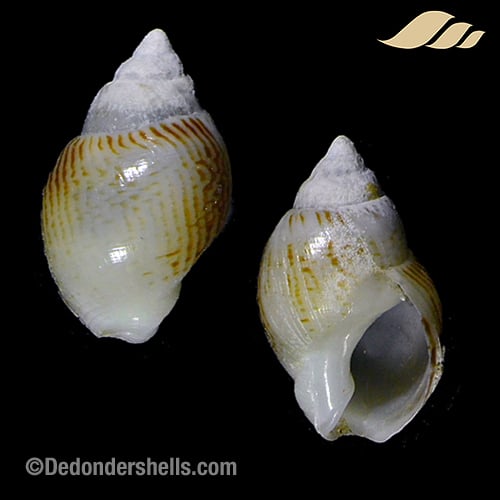 Nassarius pfeifferi 5
