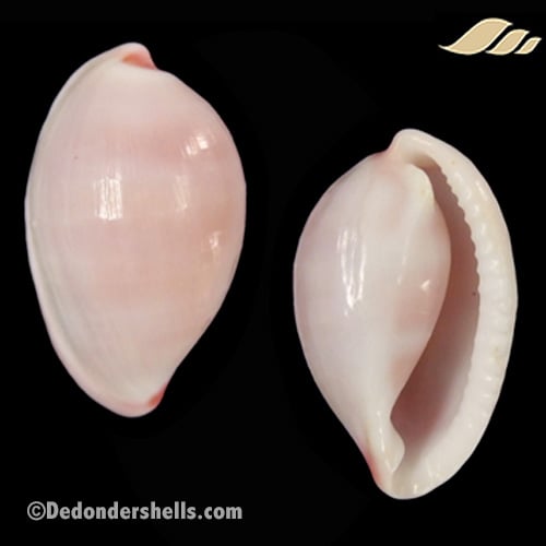 Prionovolva pudica wilsoniana 6