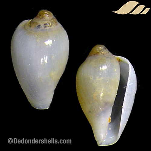 Proterato stalagmia 1