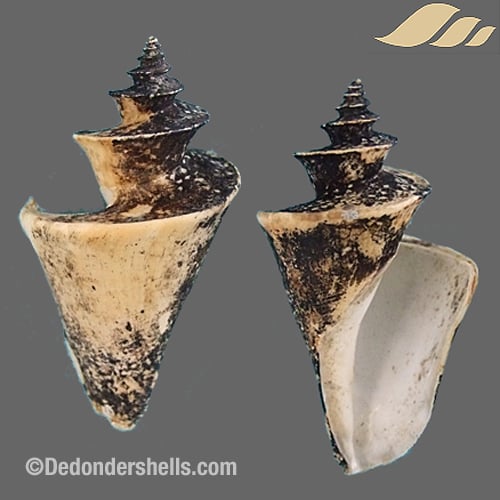 Thatcheria mirabilis 1