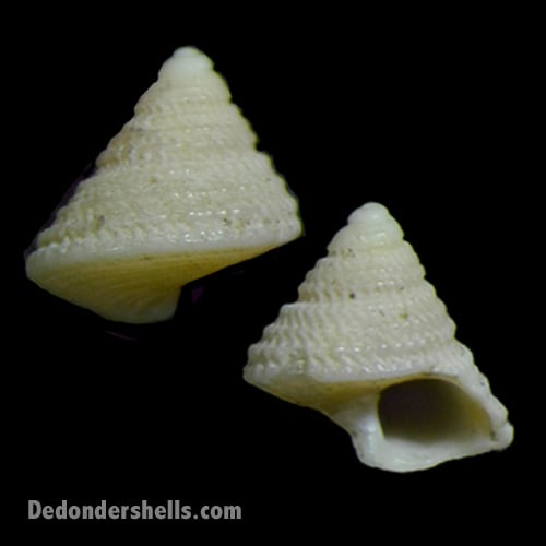Calliostoma species 1