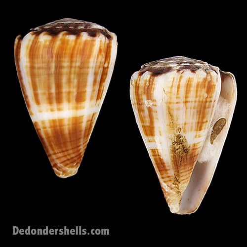 19699Conus-gladiator1 img-1