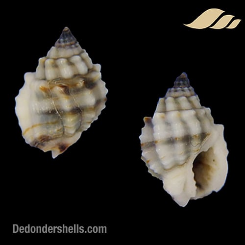 Nassarius crenoliratus 2