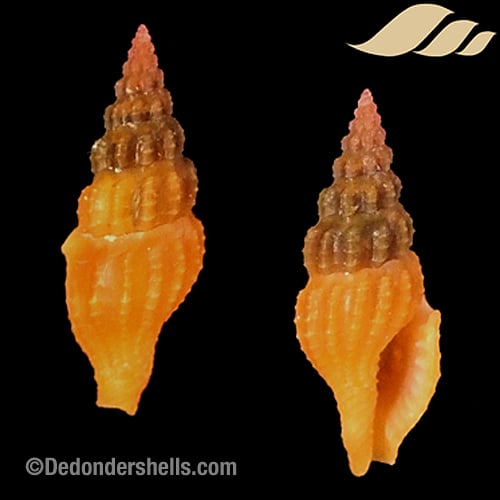 Lienardia roseotincta 4