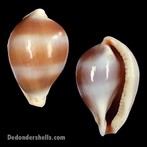 Margovula tinctilis 2