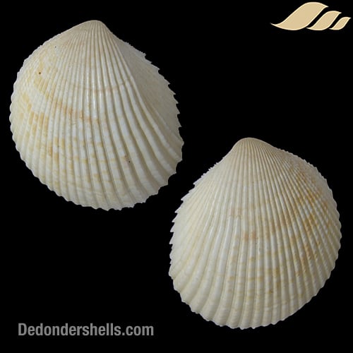 Vasticardium angulatum 2