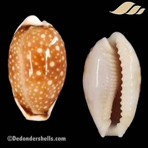 Cypraea labrolineata 5