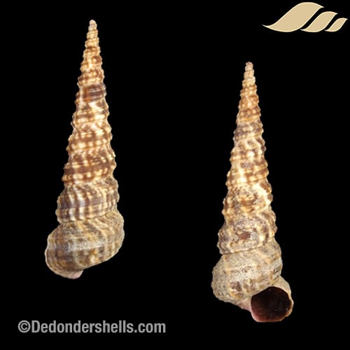 Turritella bicingulata 8