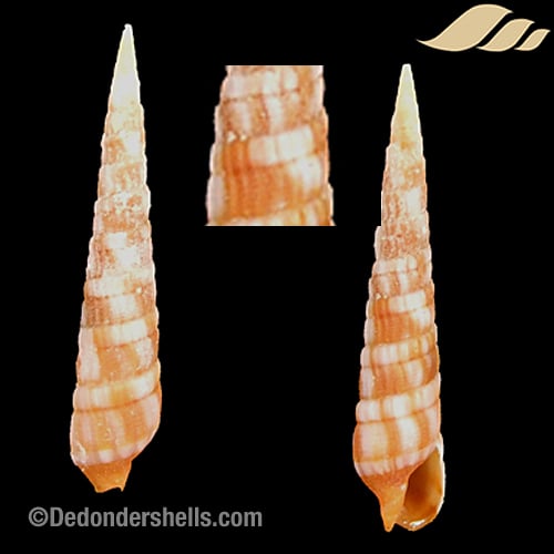 Terebra columellaris 6