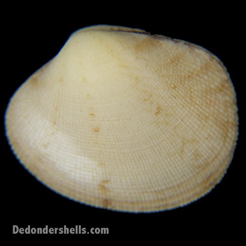 Venerupis decussata 4