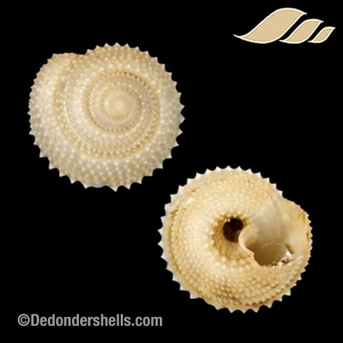 Calliotropis calcarata 5