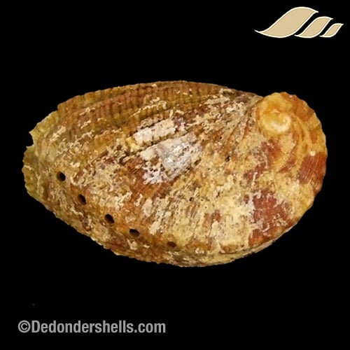 Haliotis tuberculata lamellosa 8