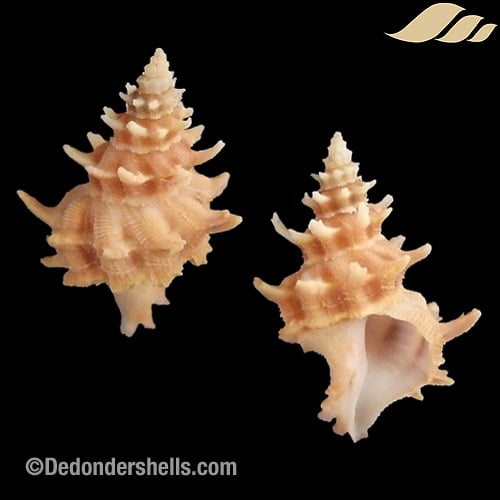 Laevilatiaxis gemmatus 2