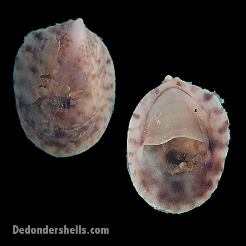 Crepidula aculeata 1