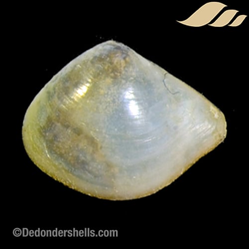 Pseudoneaera cf. semipellucida 5