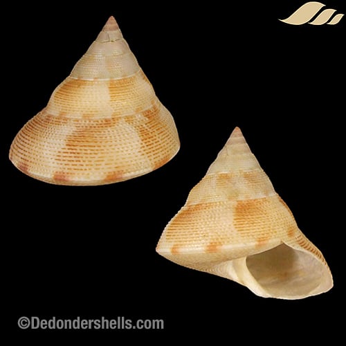 Tristichotrochus haliarchus 1