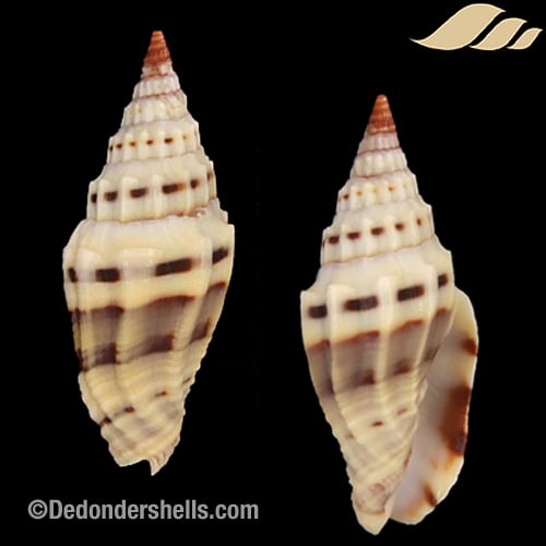 Vexillum plicarium 5