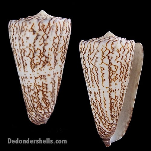 Conus thalassiarchus 7