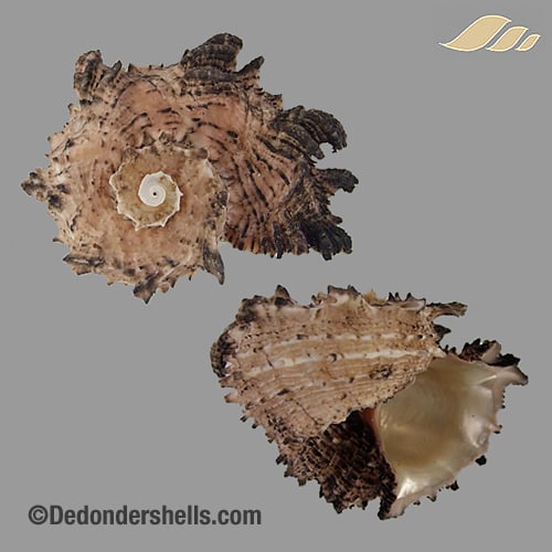 Angaria delphinus 17