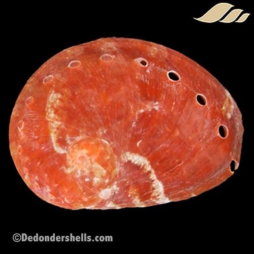 Haliotis patamakanthini 3