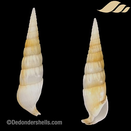 Rhinoclavis fasciata 9