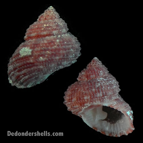 Ascetostoma ringens 1