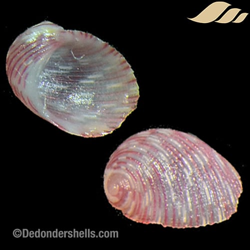 Synaptocochlea montrouzieri 1