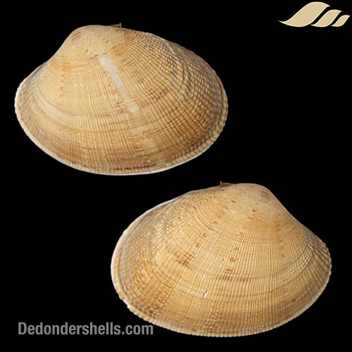 Ruditapes variegatus 9