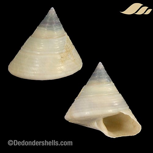 Calliostoma zizyphinum lyonsi 1
