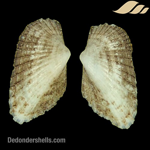 Stenocista gambiensis 2