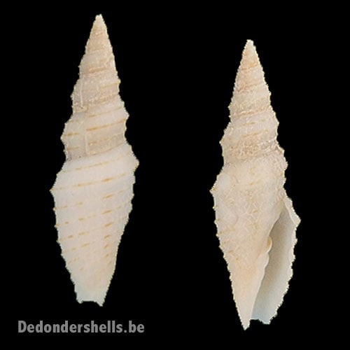 Subcancilla attenuata 6