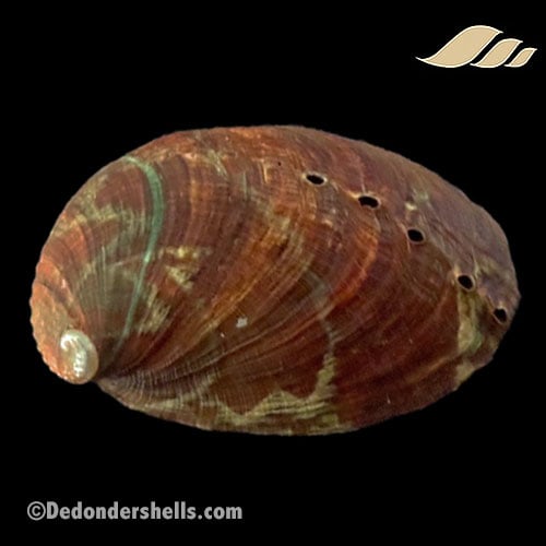 Haliotis diversicolor 6