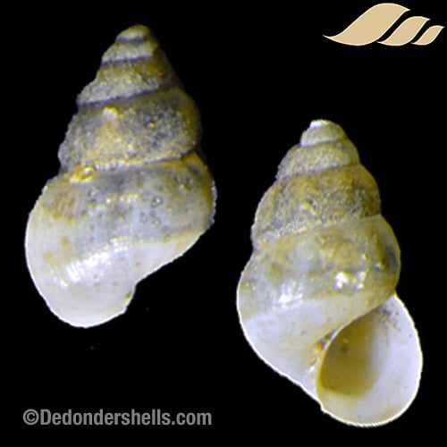 Pusilina inconspicua 2