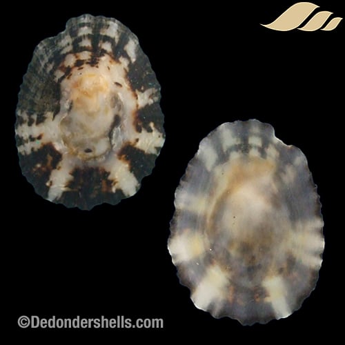 Patella intermedia 11