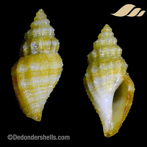Tritonoturris homologis 1