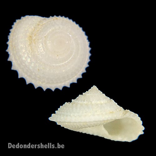 Calliotropis calcarata 1