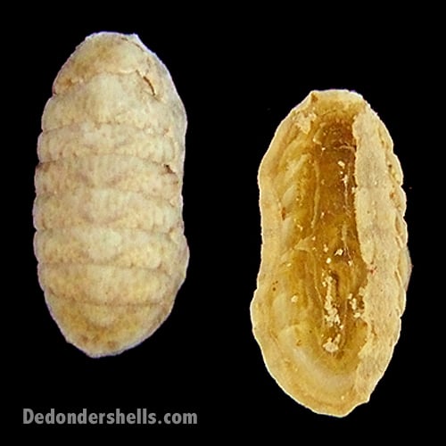 Ischnochiton striolatus 1