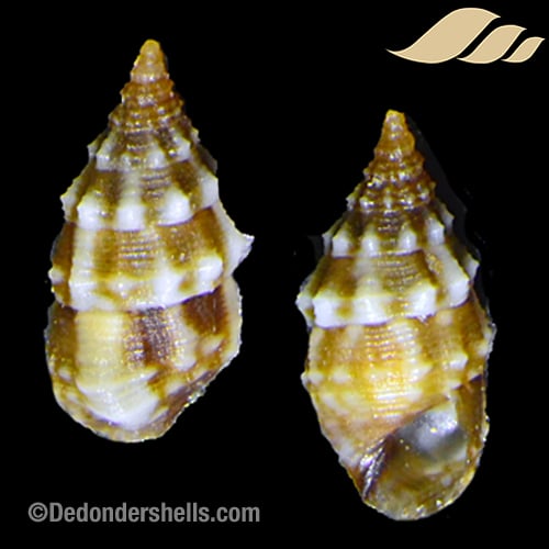 Pictorium impedens 2