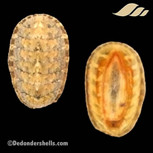 Lepidochitona cinerea 9