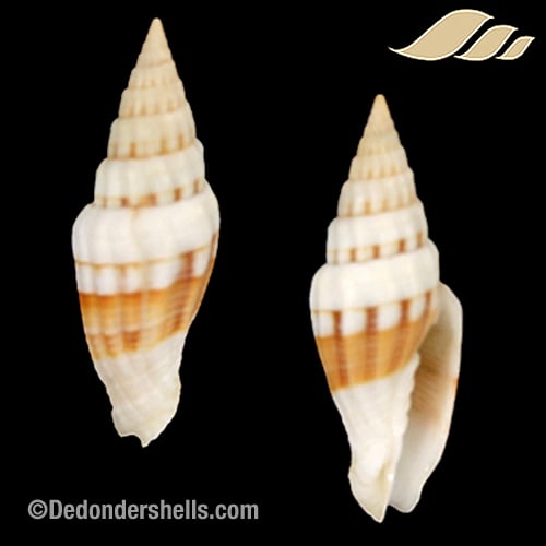 Vexillum interstriatum 1