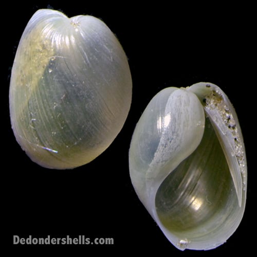 Haminoea orbignyana 5