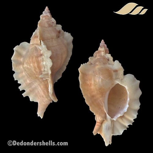 Ceratostoma burnetti 1