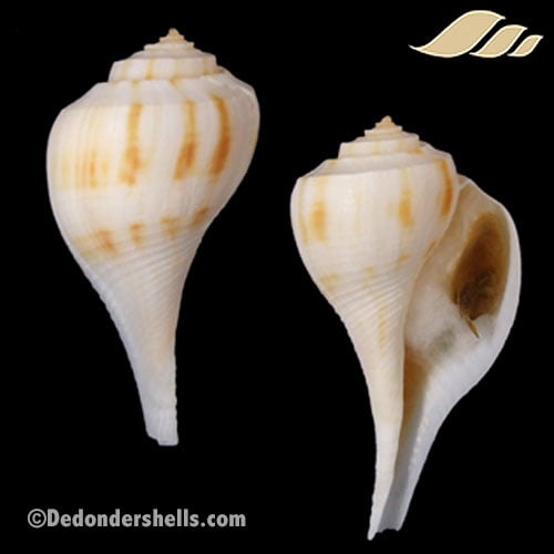 Fulguropsis pyruloides 4