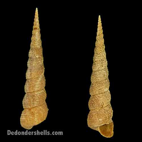 Turritella communis 7