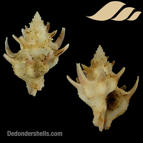 Laevilatiaxis diadema 6