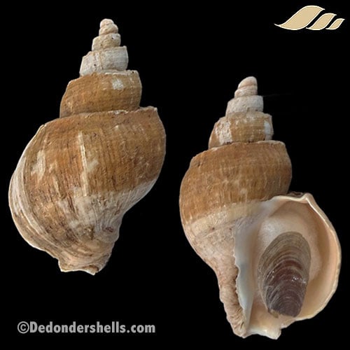 Metajapelion latus 1