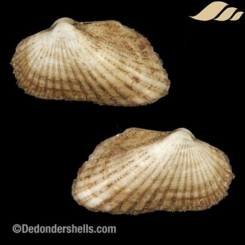 Stenocista gambiensis 3