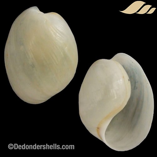 Aliculastrum zelandiae 1