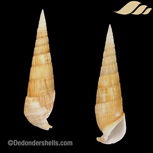 Rhinoclavis fasciata 5